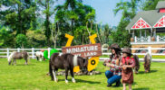 Cimory Dairyland Puncak, rekomendasi wisata di Bogor yang cocok buat liburan keluarga dan bisa bikin anak senang tapi tetap Instagramable. (Dok cimory.com)