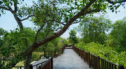 Hutan Mangrove Wonorejo, rekomendasi tempat wisata murah hingga gratis di Surabaya yang bisa kamu kunjungi. (Dok surabaya.go.id)