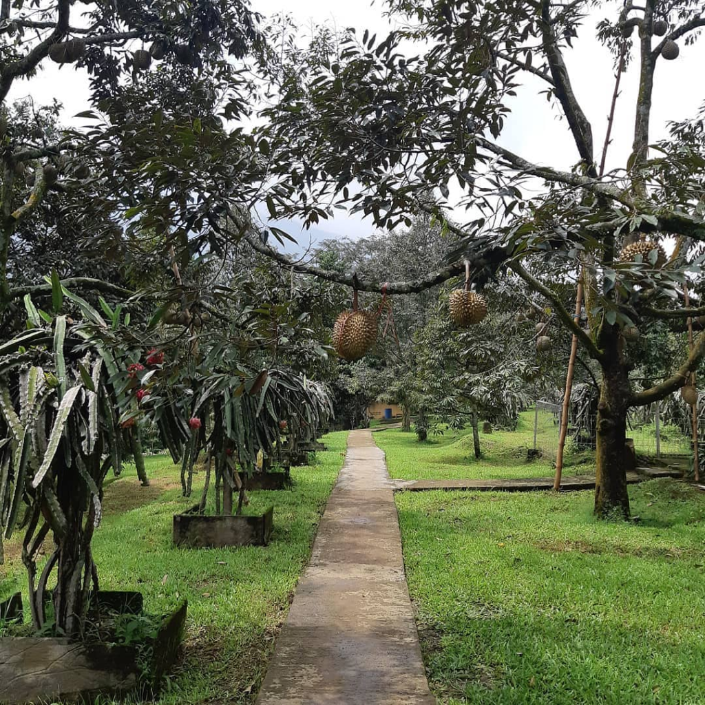 Kebun Durian Warso Farm, tempat wisata gratis di Bogor buat liburan keluarga. (Instagram.com/@warsofarm)