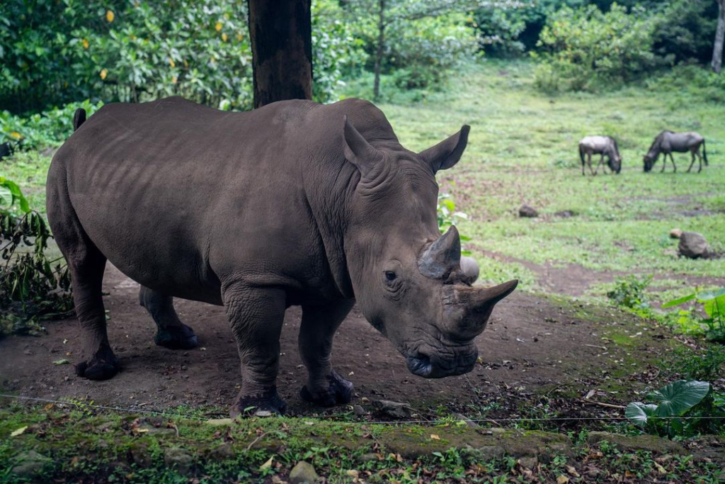 Taman Safari Prigen, kebun binatang yang termasuk ke dalam Taman Safari Indonesia. (Instagram.com/@reydeta)